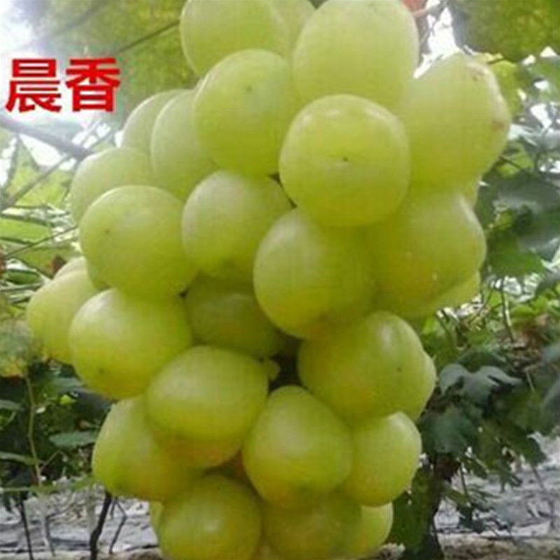 晨香葡萄