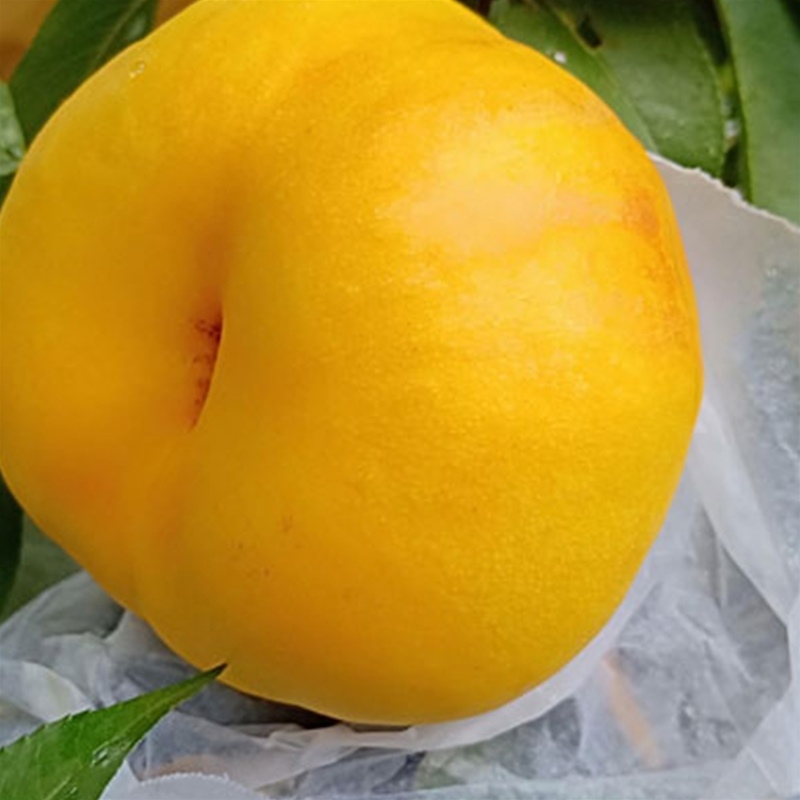 蟠桃