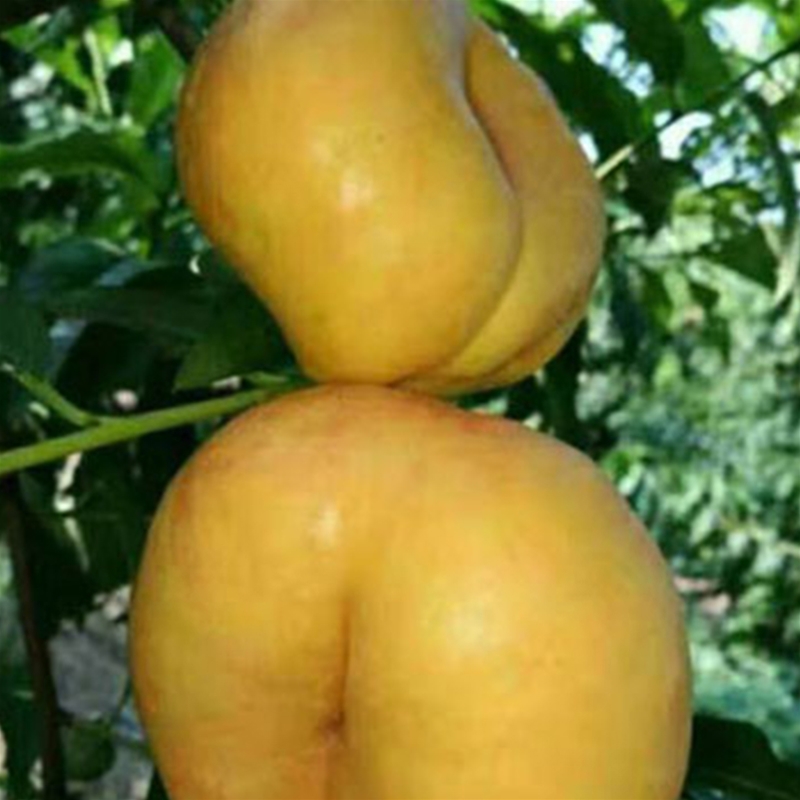 蟠桃