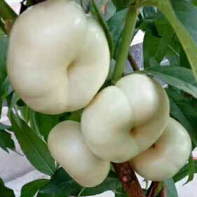 蟠桃