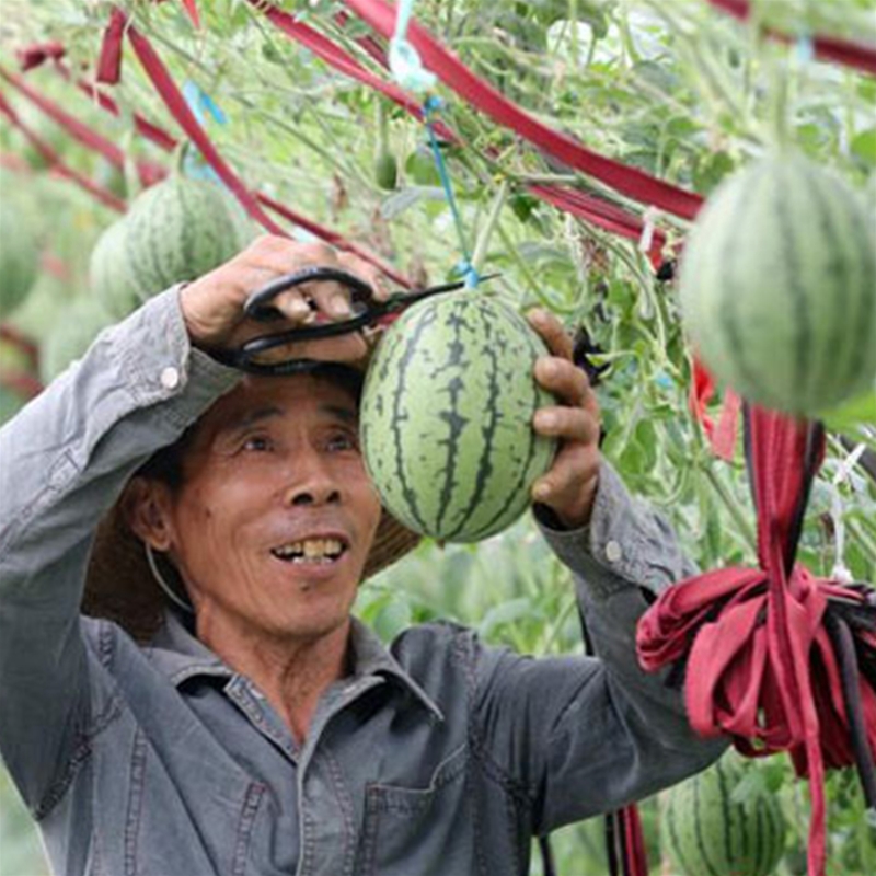 西瓜采摘
